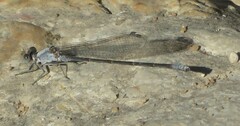 Argia moesta