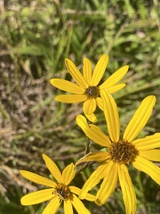 Helianthus longifolius
