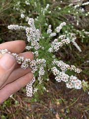 Taxandria parviceps