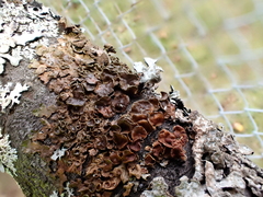 Melanohalea olivacea