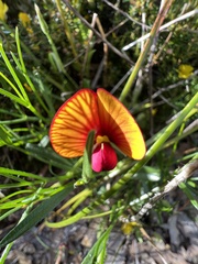 Isotropis cuneifolia