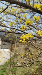 Cornus officinalis