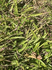 Helianthus longifolius