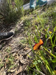 Isotropis cuneifolia