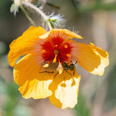 Epicauta fortis
