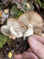 Gerhardtia
