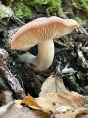 Gerhardtia
