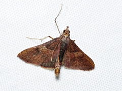 Endotricha ignealis