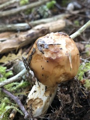 Russula fragrantissima