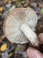 Gerhardtia