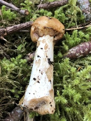 Russula fragrantissima