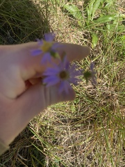 Eurybia surculosa