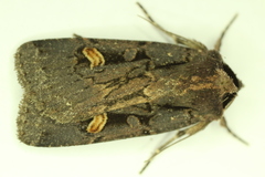 Adelphagrotis indeterminata