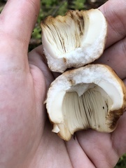 Russula fragrantissima