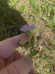 Eurybia surculosa