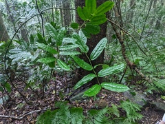 Ripogonum discolor