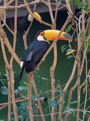 Ramphastos toco