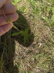 Eurybia surculosa