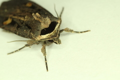 Adelphagrotis indeterminata