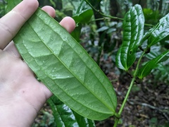 Ripogonum discolor