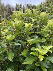 Melicytus macrophyllus