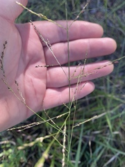 Coleataenia rigidula