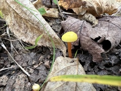 Hygrocybe ceracea