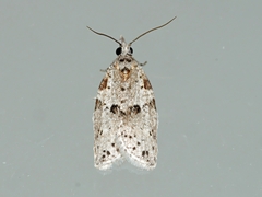 Isotenes miserana