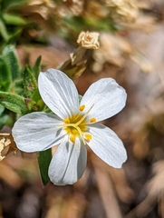 Leptosiphon nuttallii