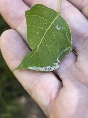 Caloptilia triadicae