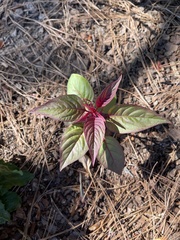 Celosia spicata