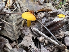 Hygrocybe ceracea