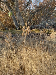 Camassia leichtlinii