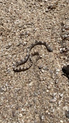 Trimorphodon lyrophanes