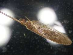 Hemerobius