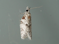 Isotenes miserana