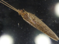 Hemerobius