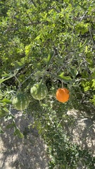 Ibervillea sonorae