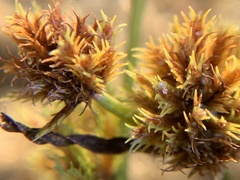 Cyperus squarrosus