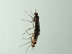 Sylvicola