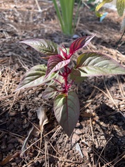 Celosia spicata