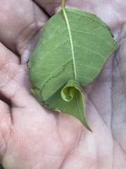 Caloptilia triadicae