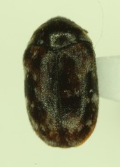 Trogoderma