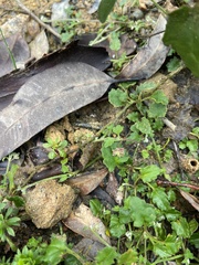 Xanthosia candida