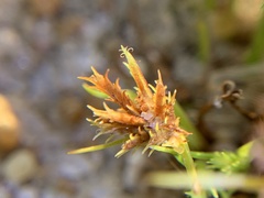 Cyperus squarrosus