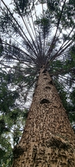 Araucaria bidwillii