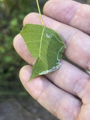 Caloptilia triadicae