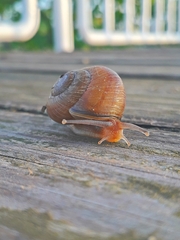 Caucasotachea leucoranea