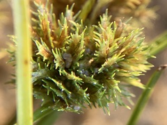 Cyperus squarrosus