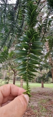 Araucaria bidwillii